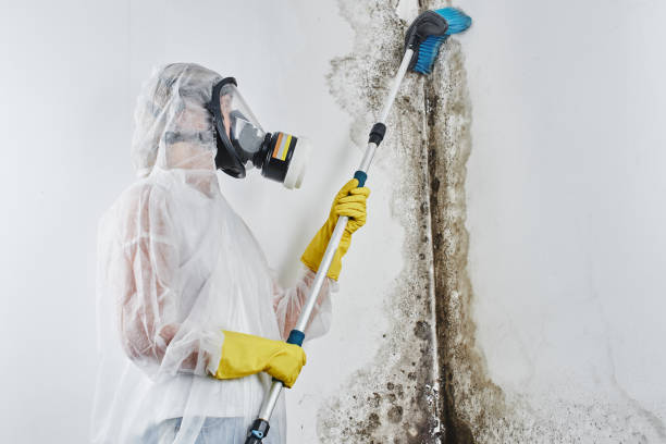 Best Black Mold Removal  in Hutchinson, MN