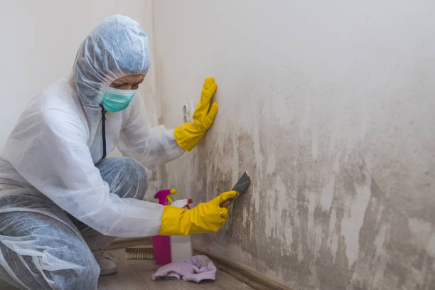 Best Crawl Space Mold Removal  in Hutchinson, MN
