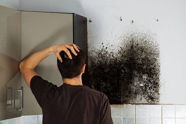 Best Professional Mold Removal  in Hutchinson, MN